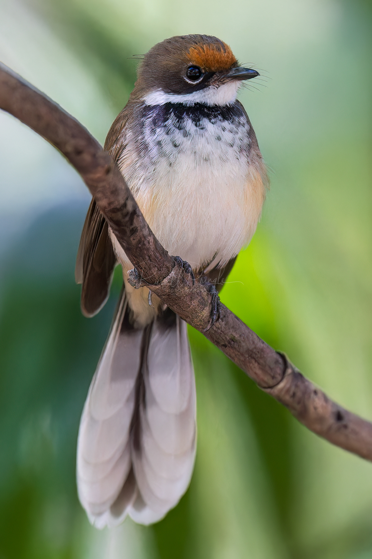 Arafura Fantail