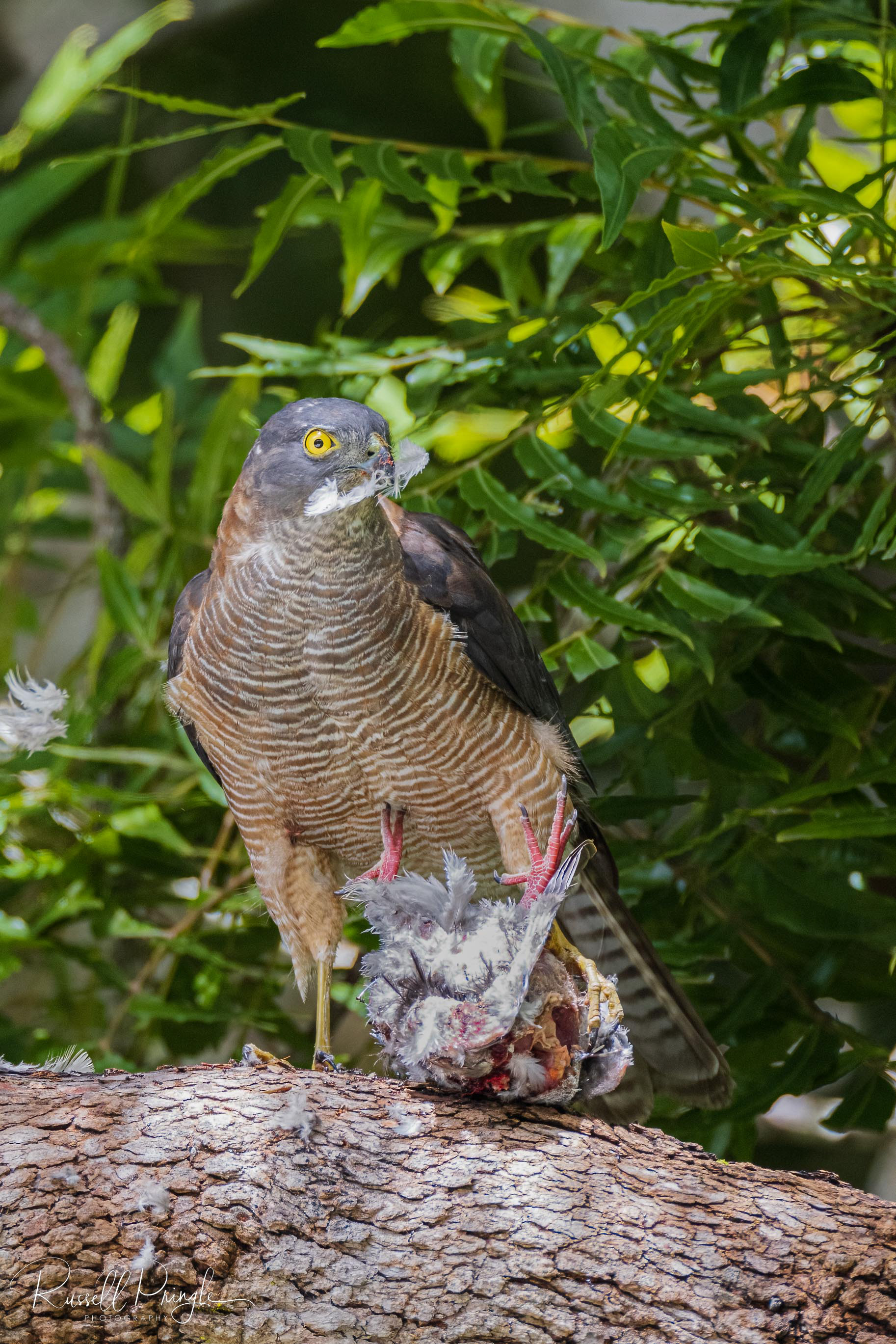 Collared Sparrowhawk
