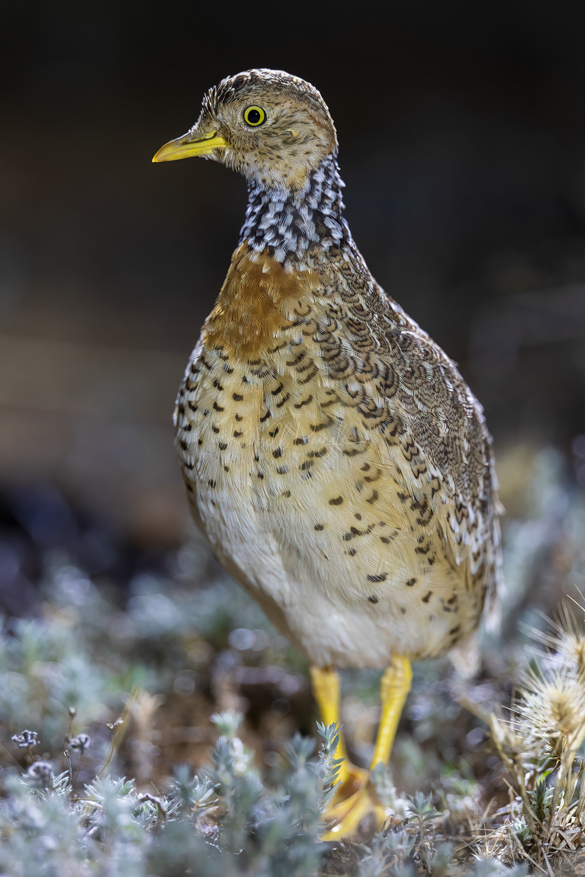 Plains Wanderer (female)