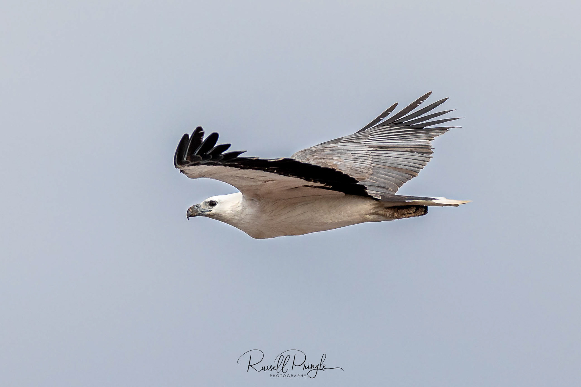 White-bellied Sea-Eagle