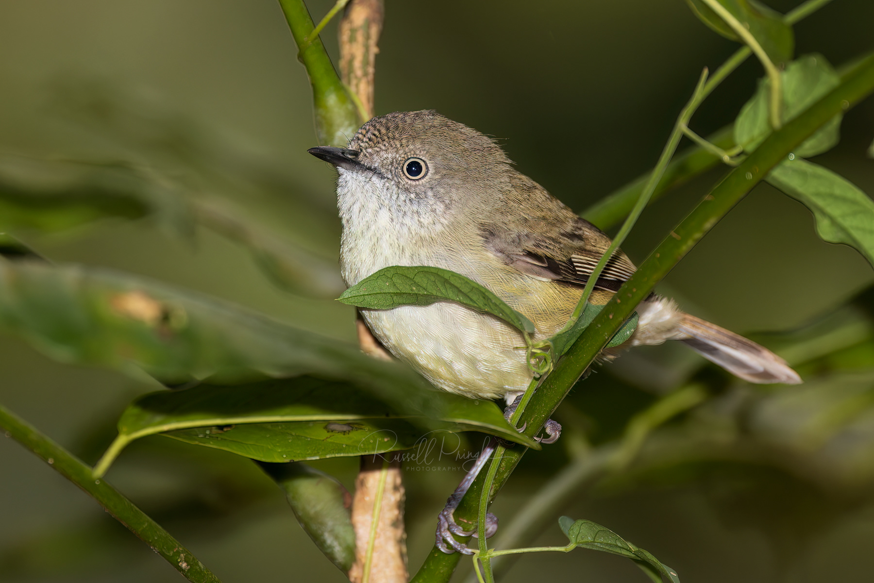 Mountain Thornbill