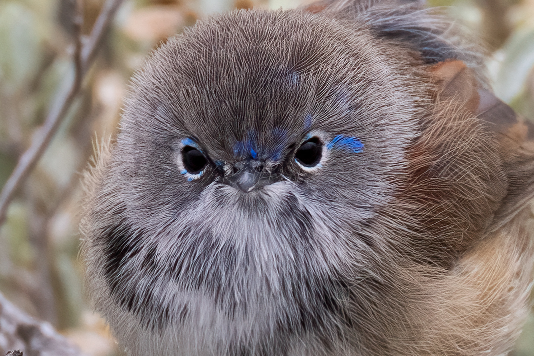 Superb Fairywren (eclipse)