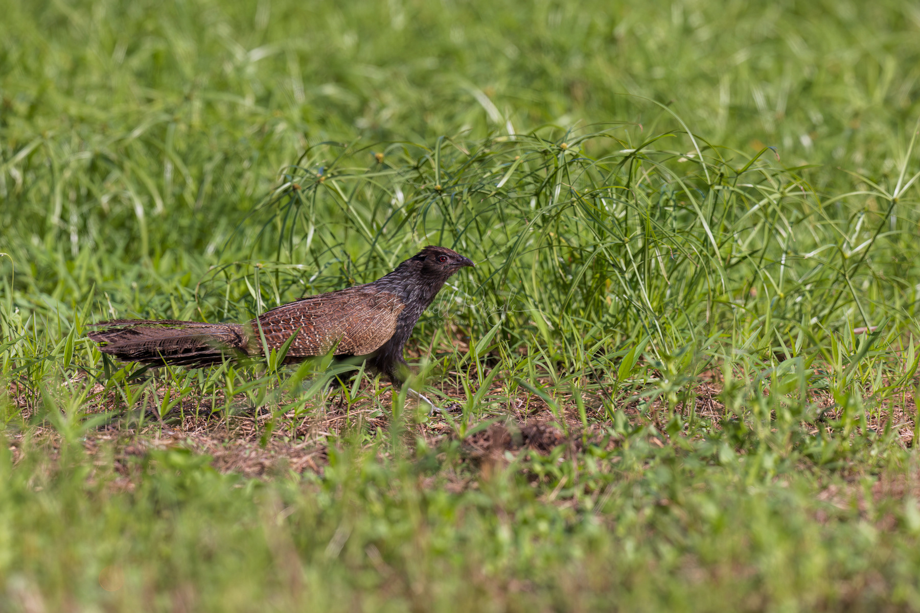 Pheasant Coucal (breeding)