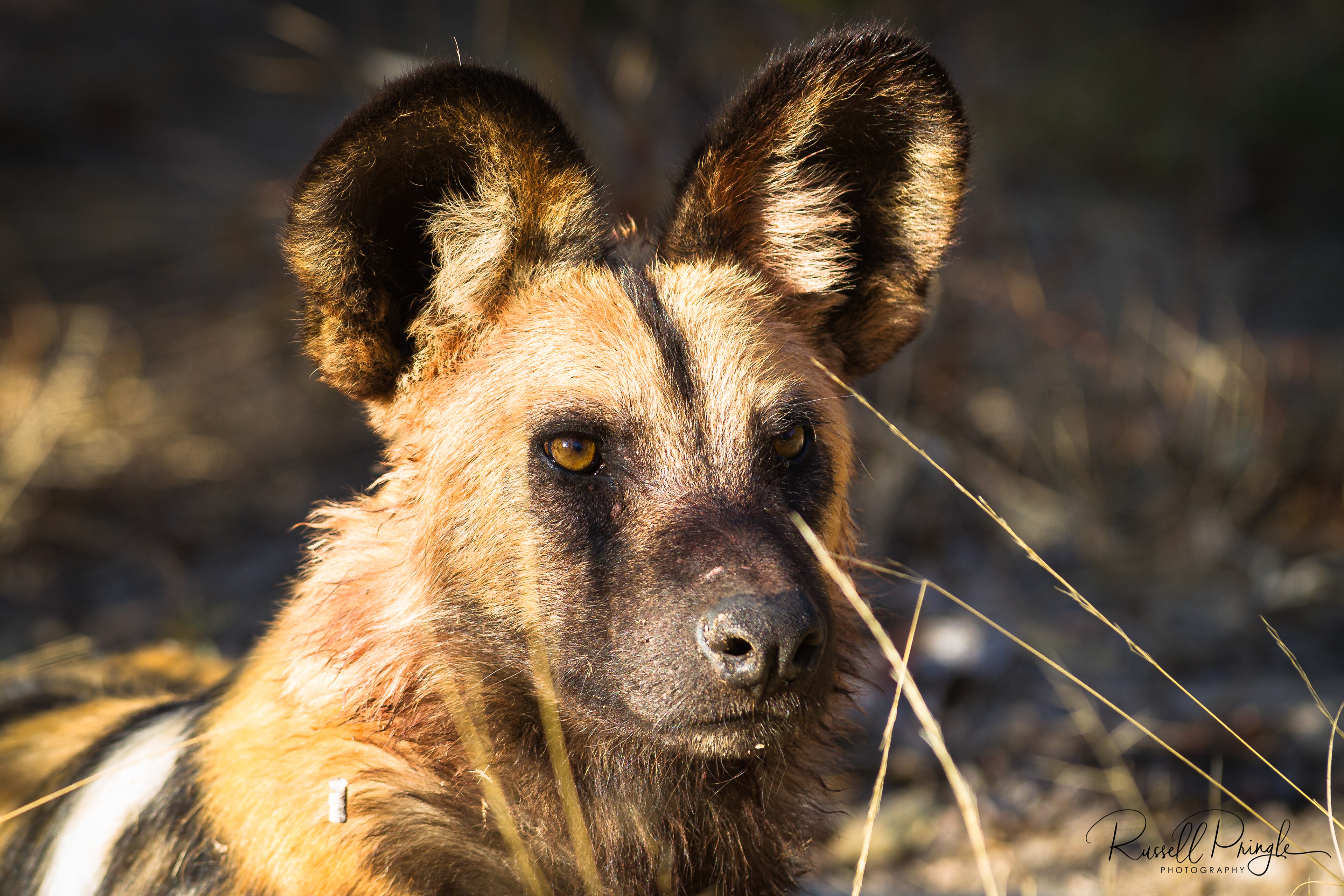 African Wild Dog-Kwara