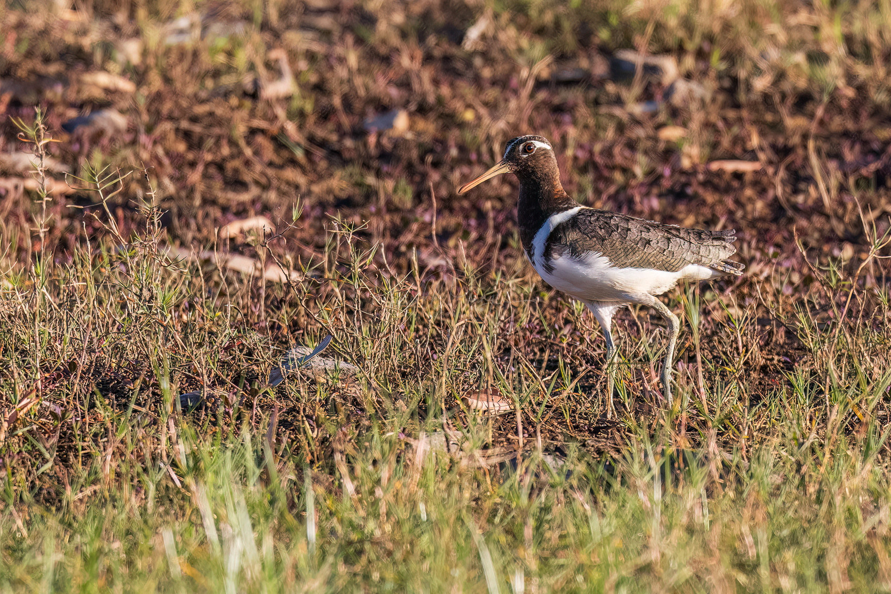 Australian Painted-Snipe (female)