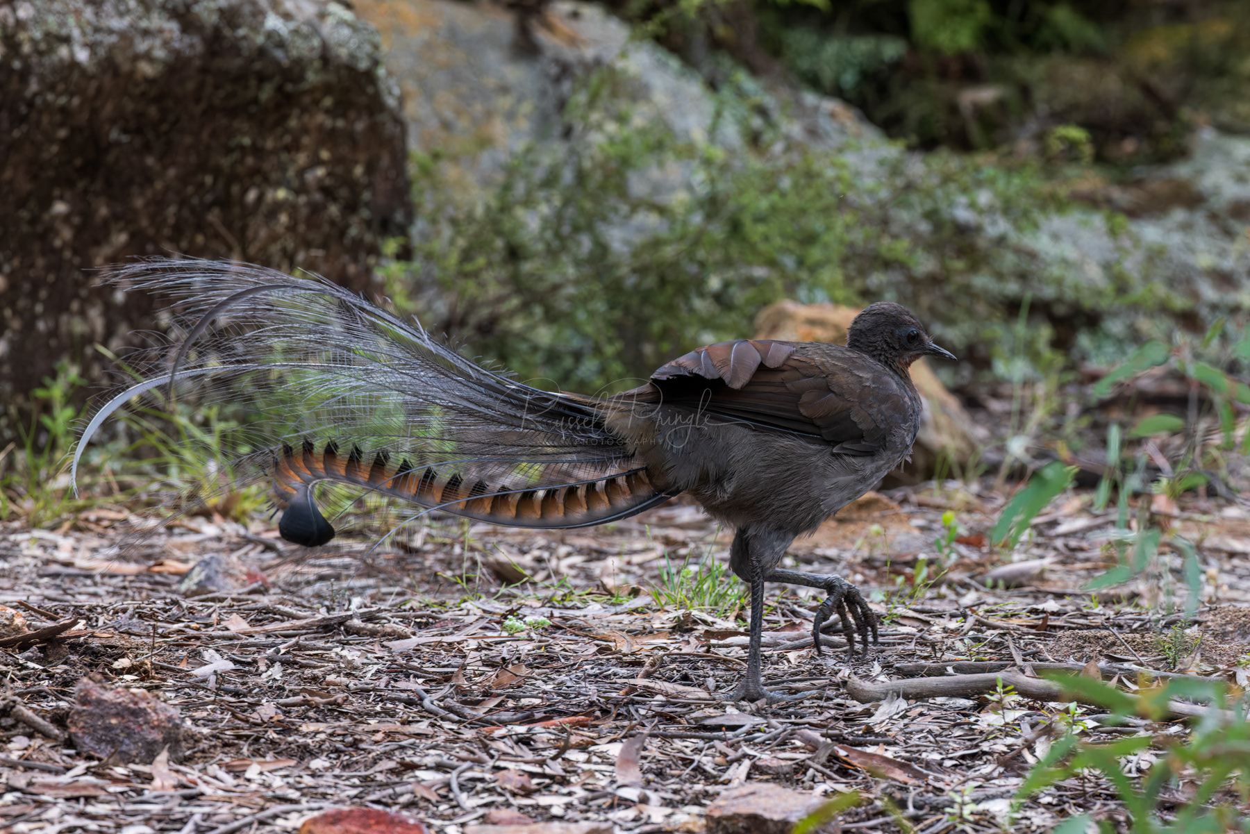 Superb Lyrebird 