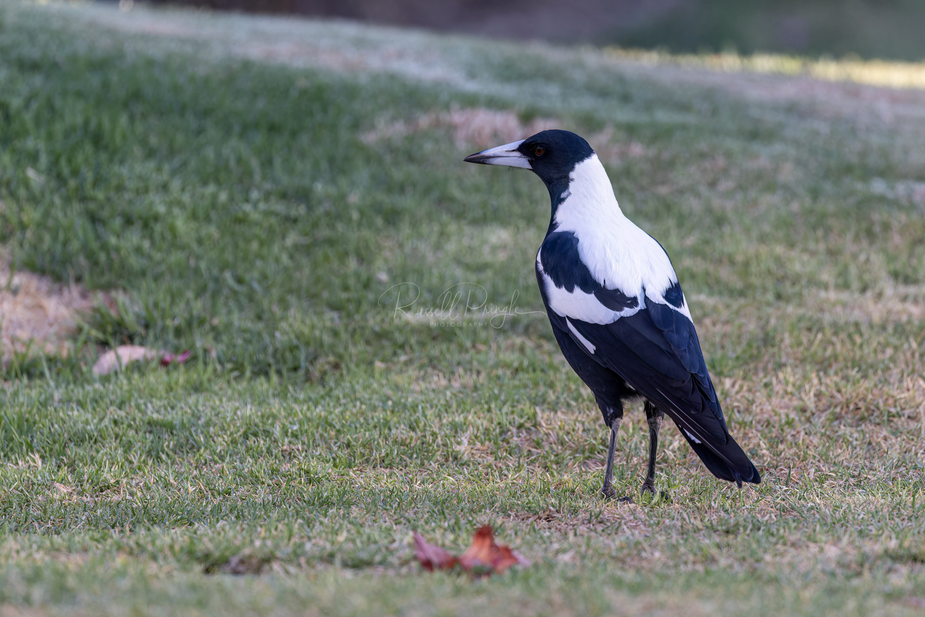 Australian Magpie White-backed