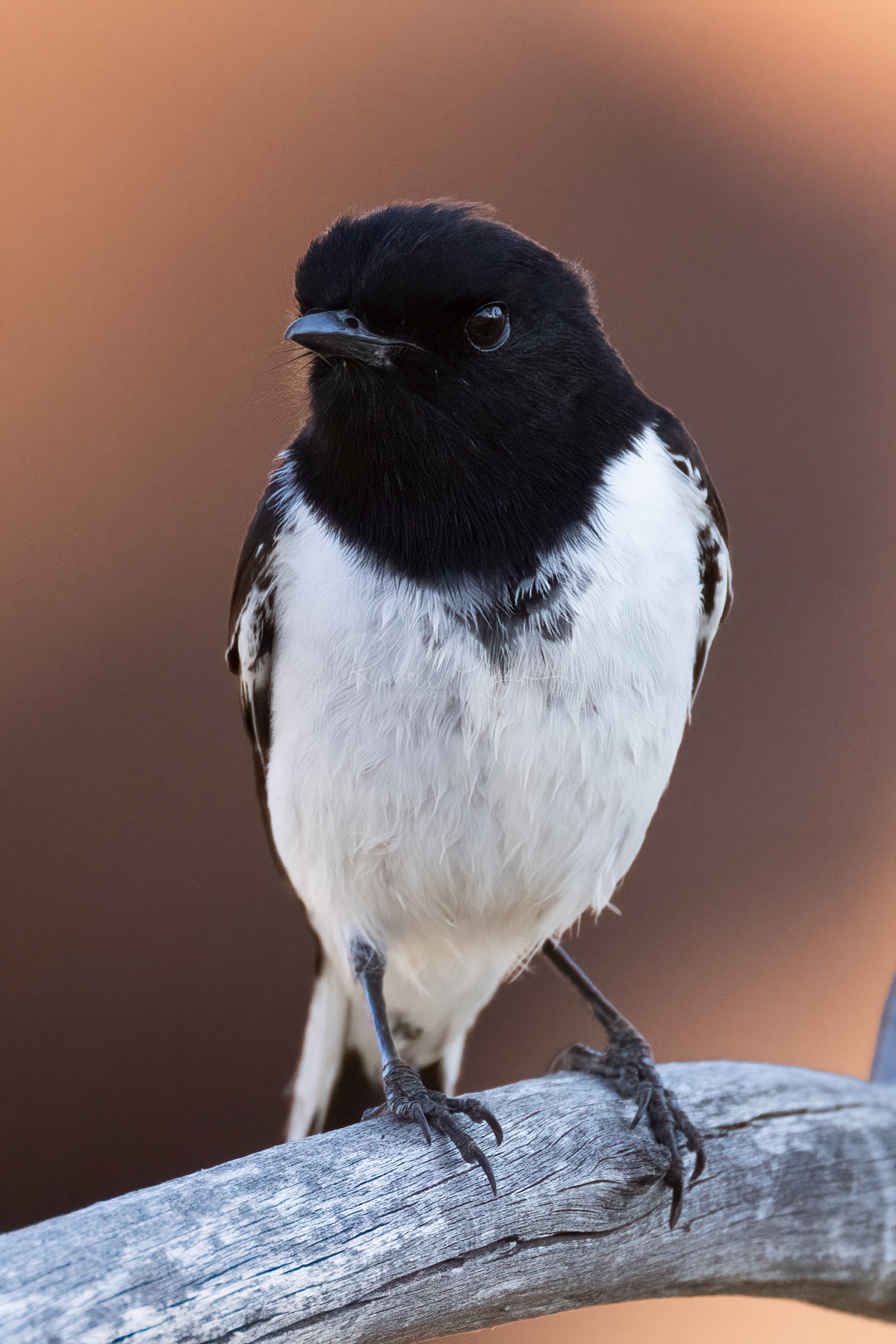 Hooded Robin (male)