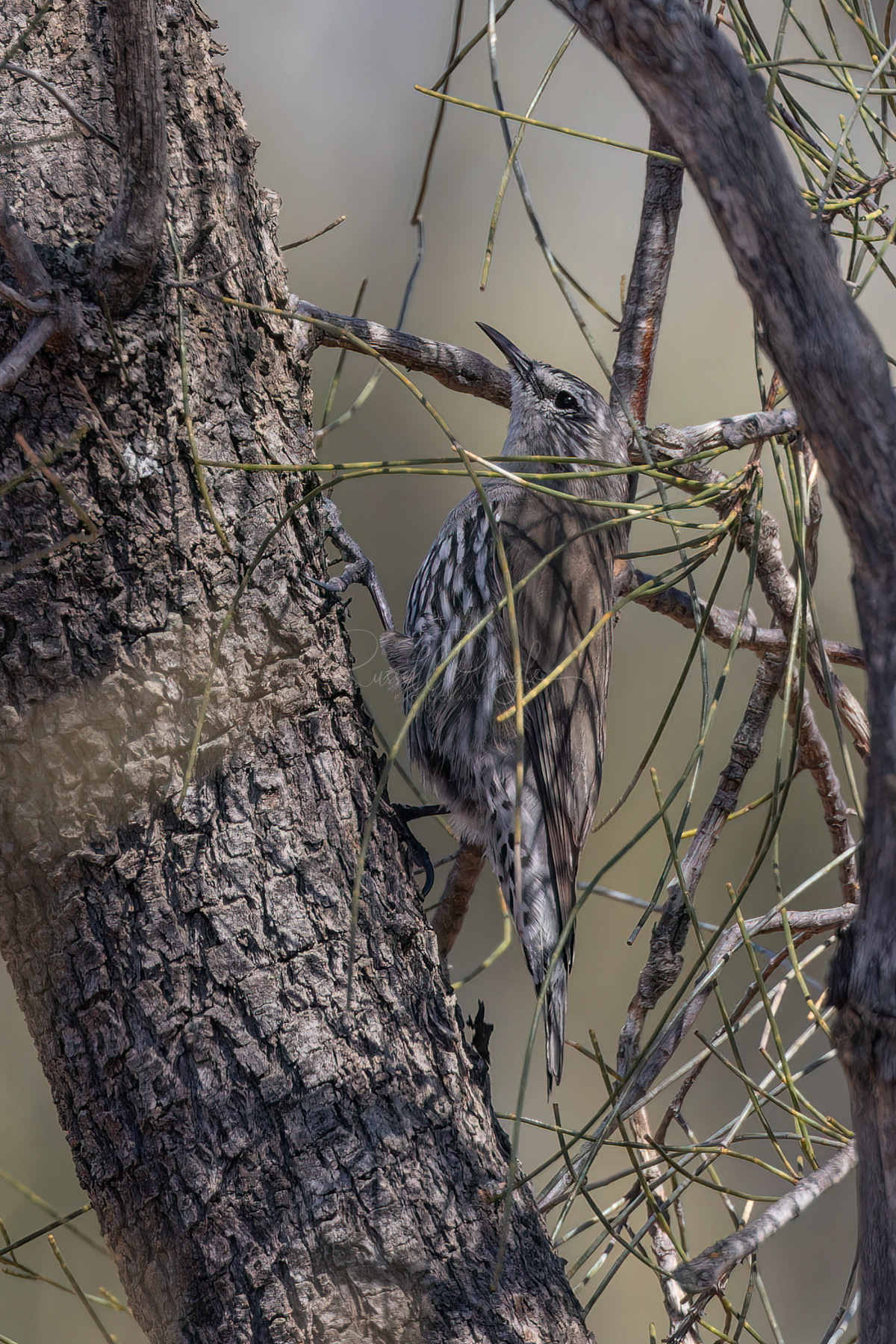 White-browed Treecreeper