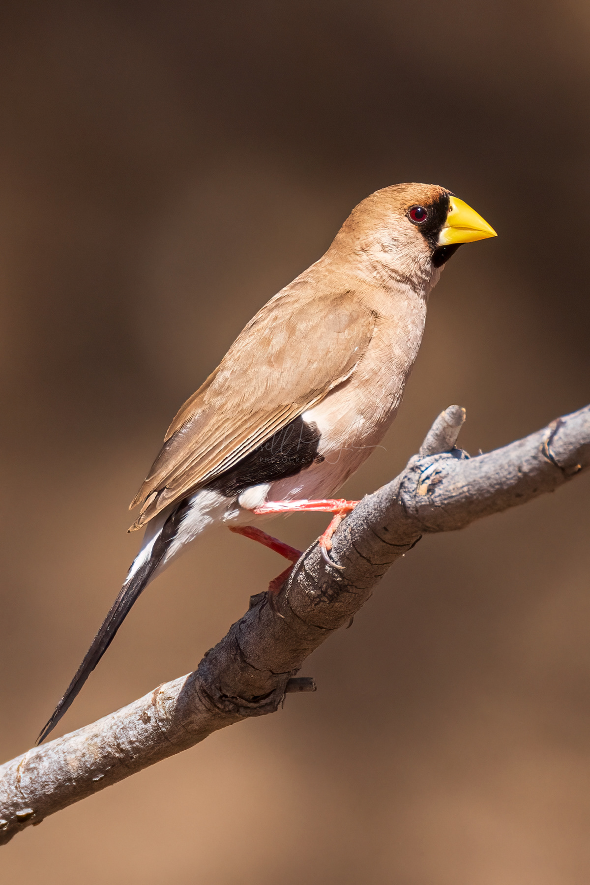 Masked Finch