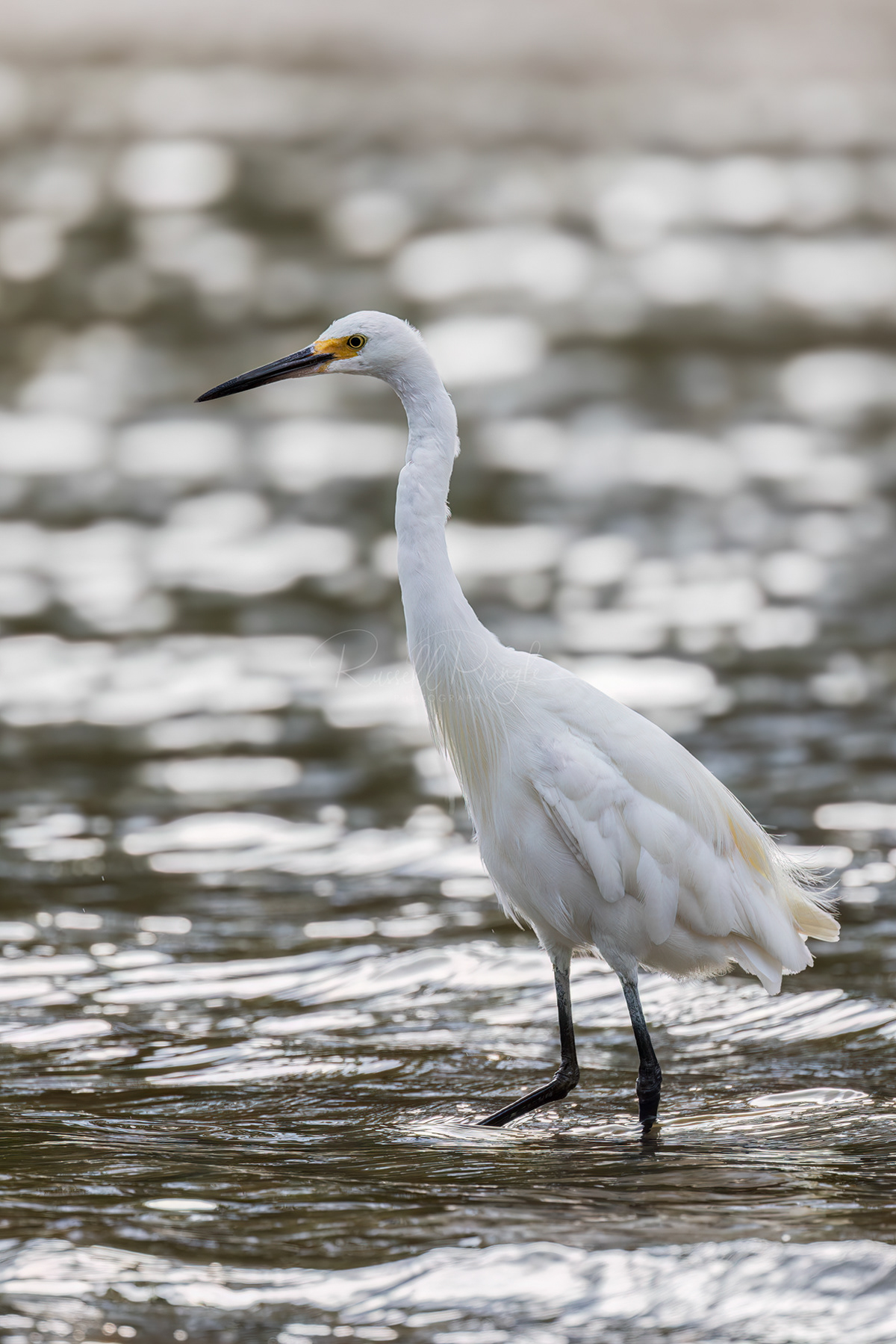 Little Egret