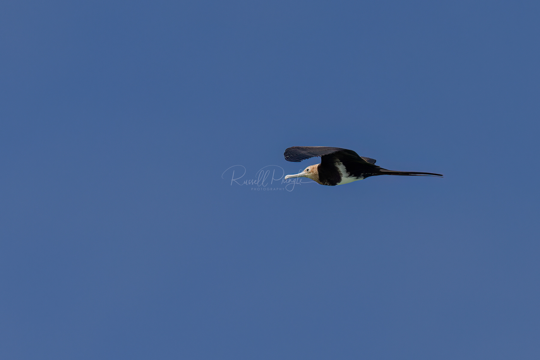 Lesser Frigatebird (juvinile)