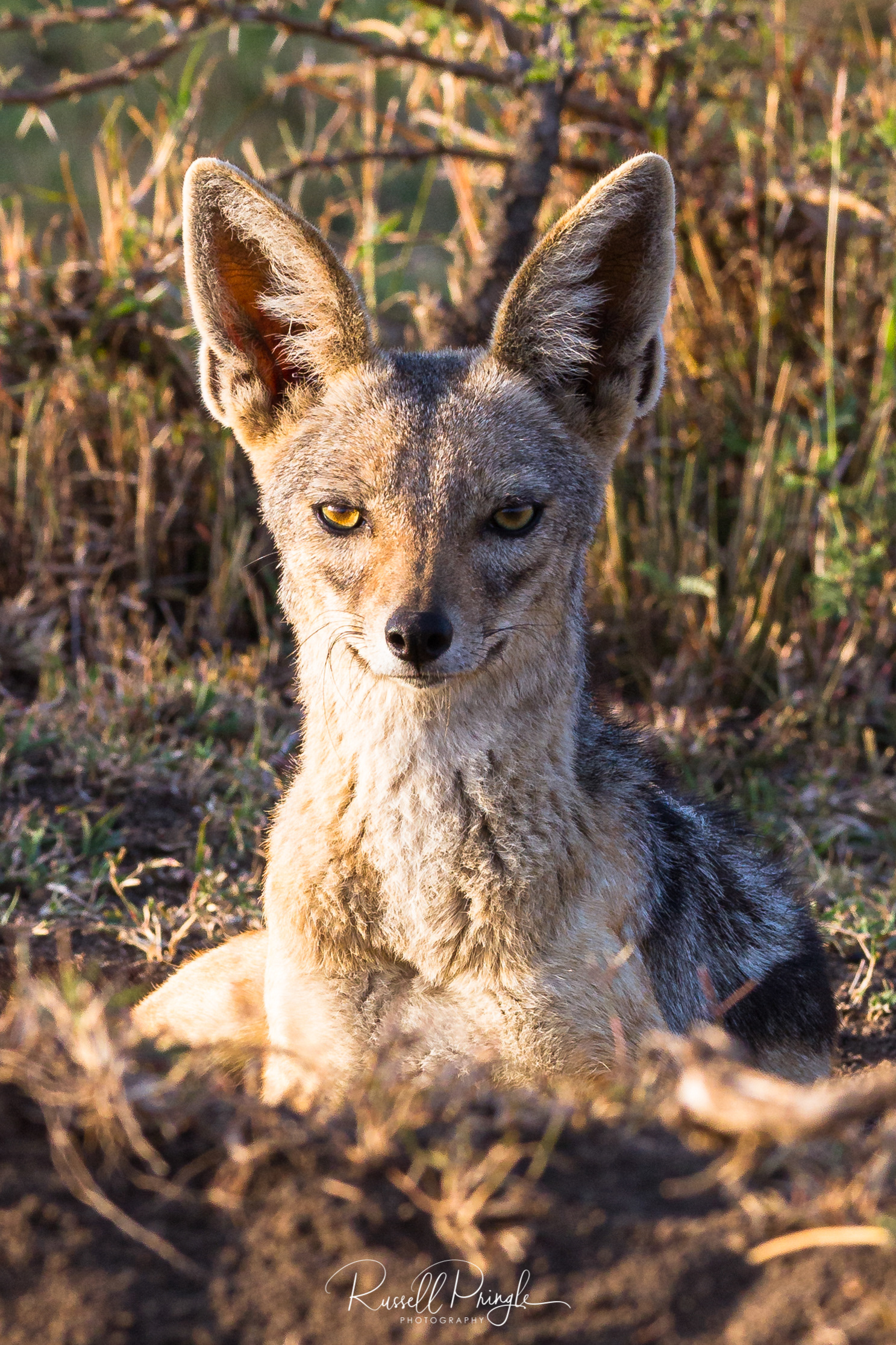 Black backed Jackal-Masai Mara