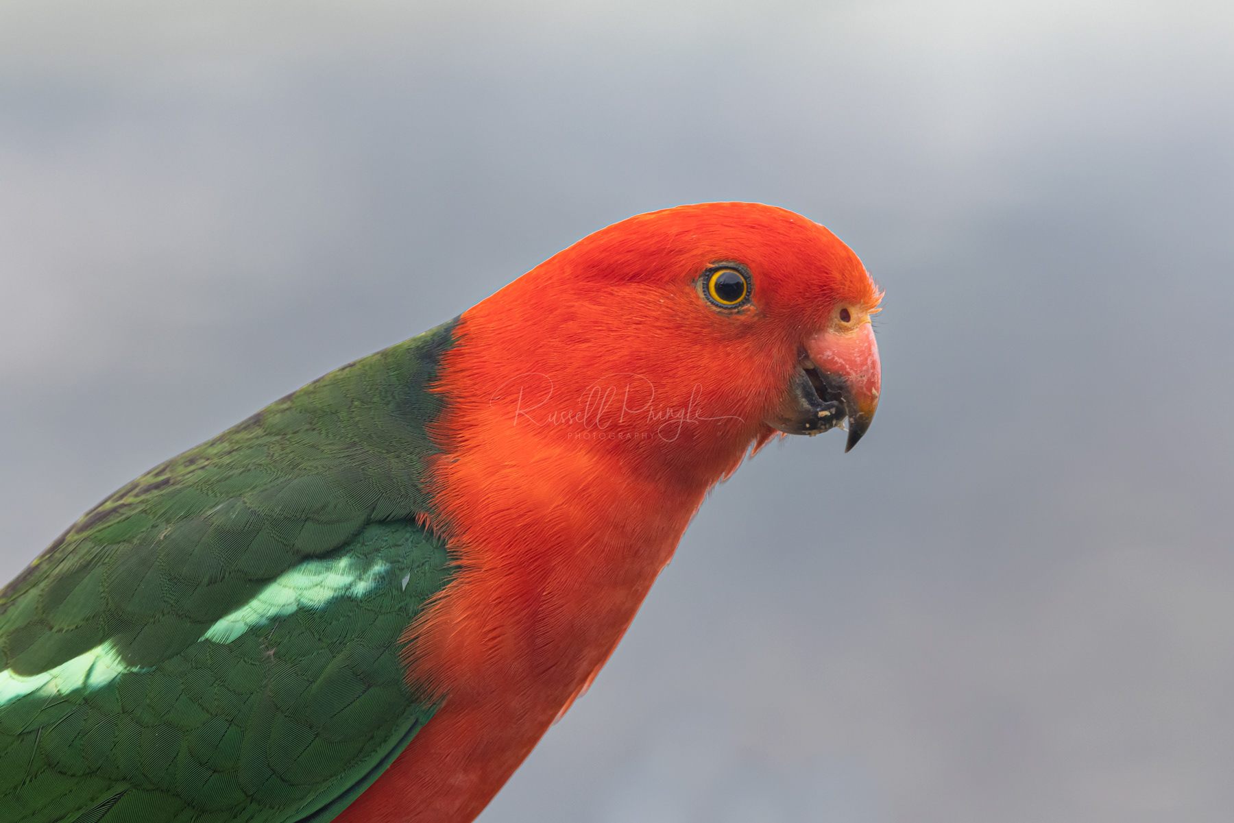 Australian King Parrot (male)
