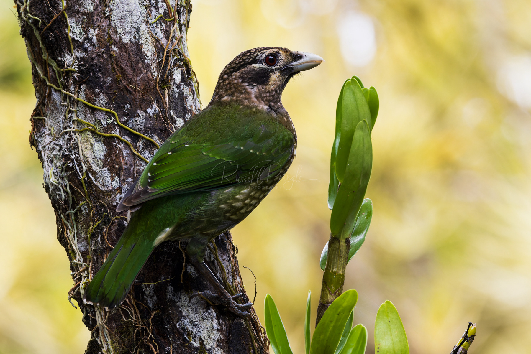 Spotted Catbird