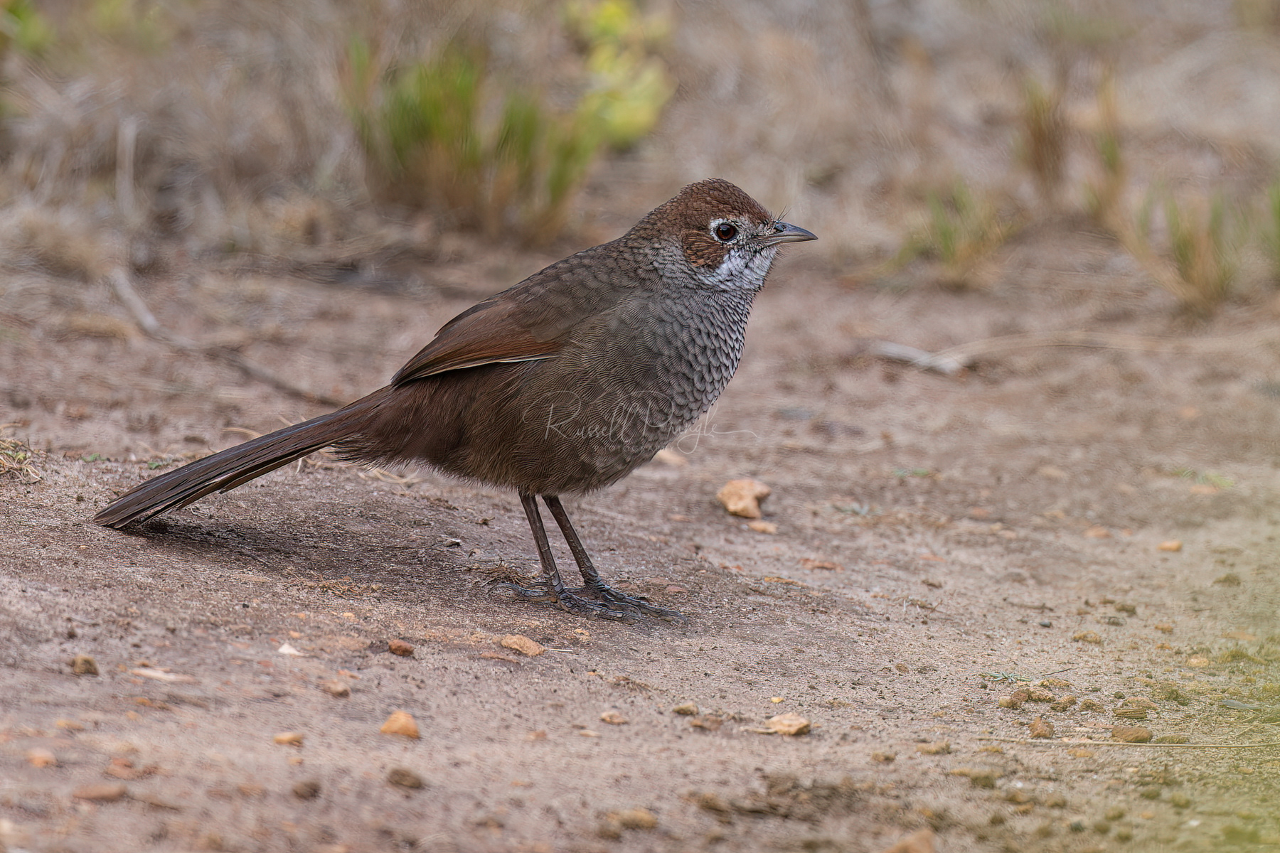 Rufous Bristlebird