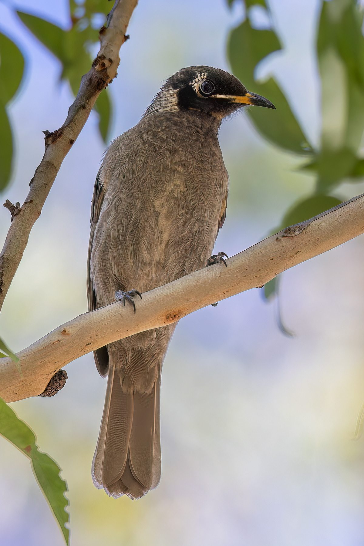 Bridled Honeyeater