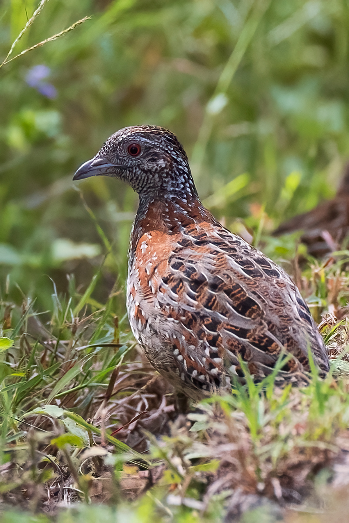 Painted Button-Quail (female)