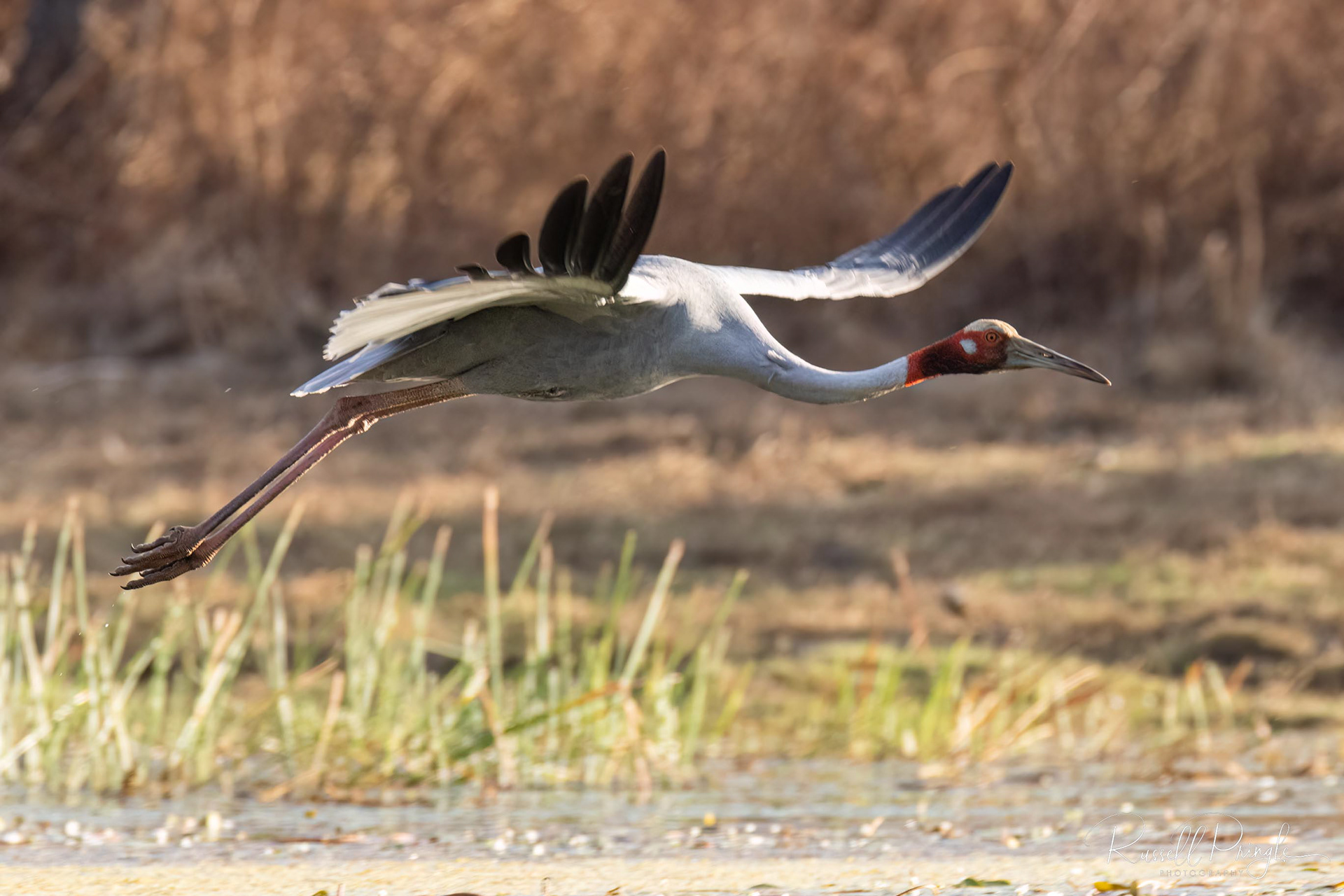 Sarus Crane
