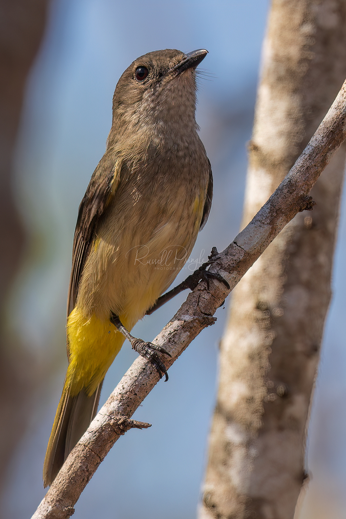 Black-tailed Whistler (female)