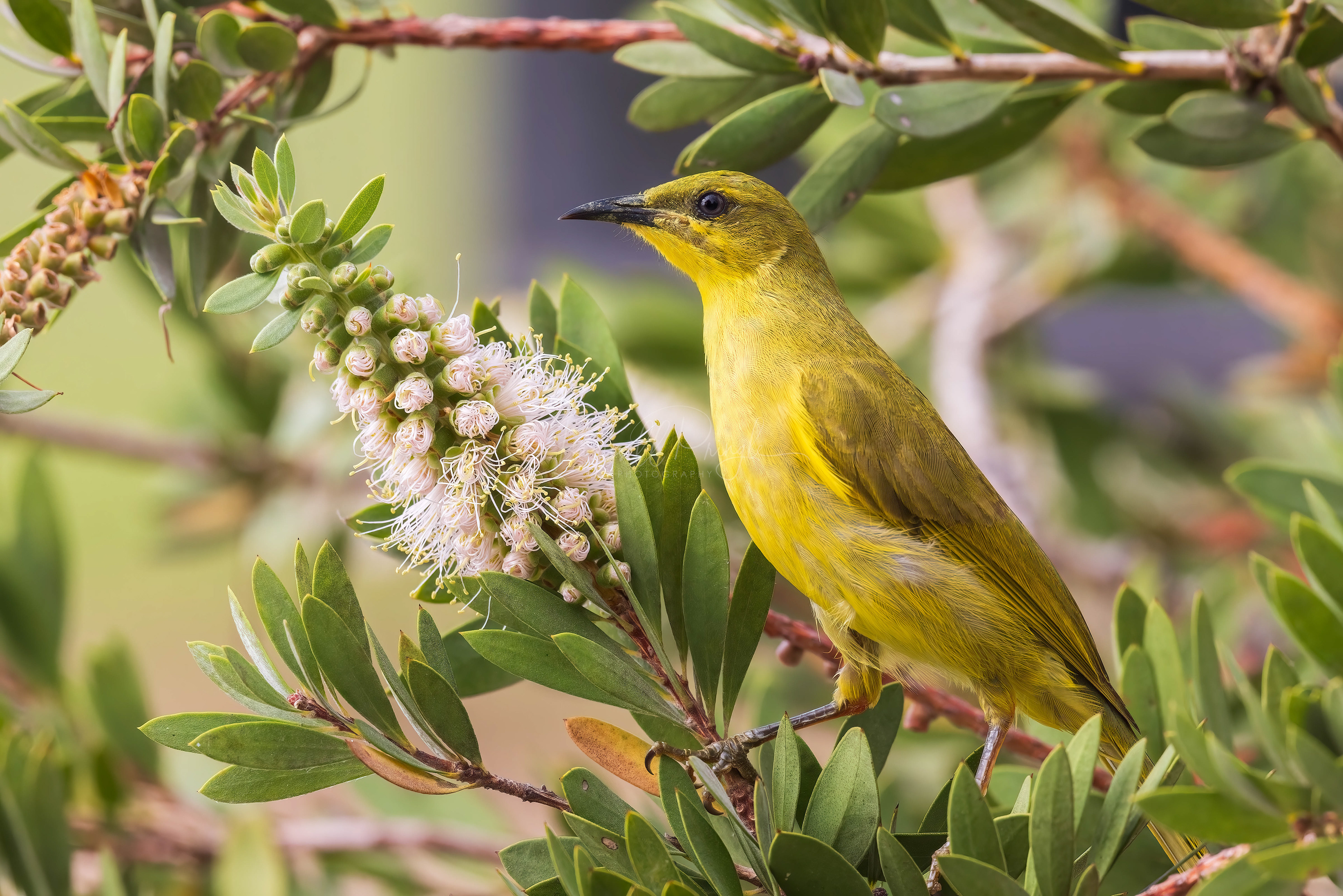 Yellow Honeyeater