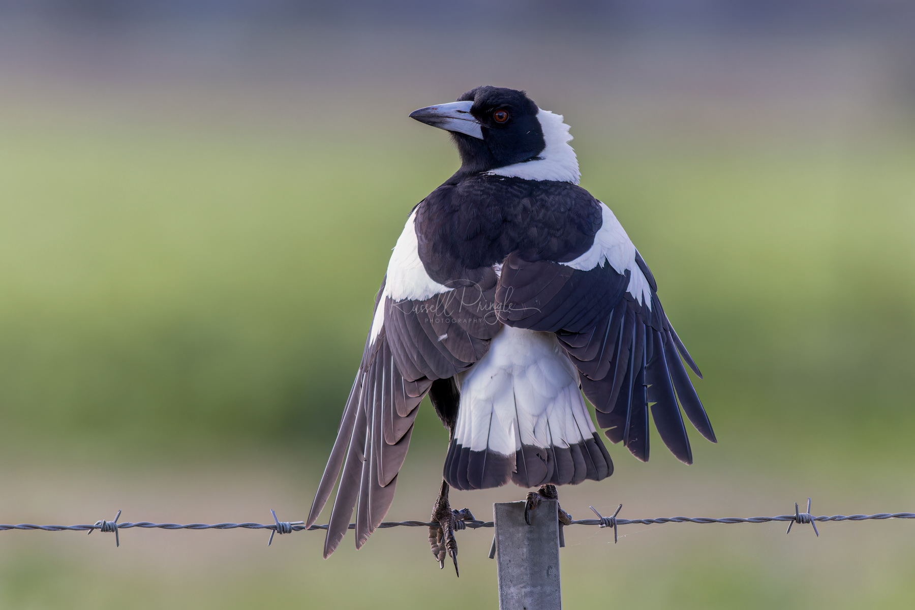 Australian Magpie Black-backed