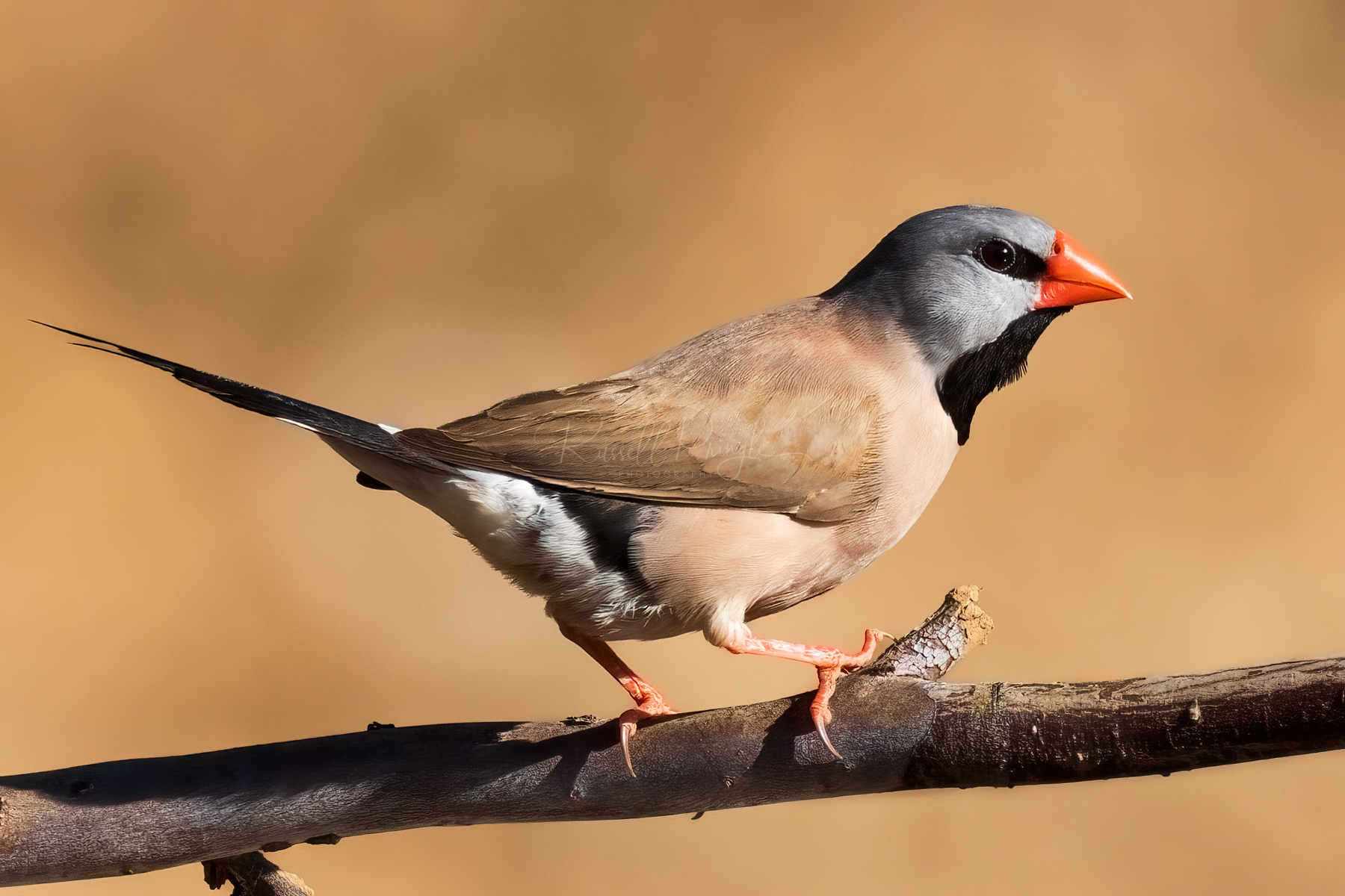 Long-tailed Finch