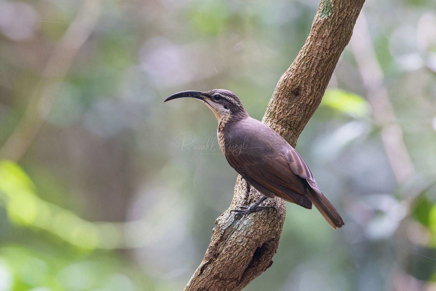 Paradise Riflebird (female)