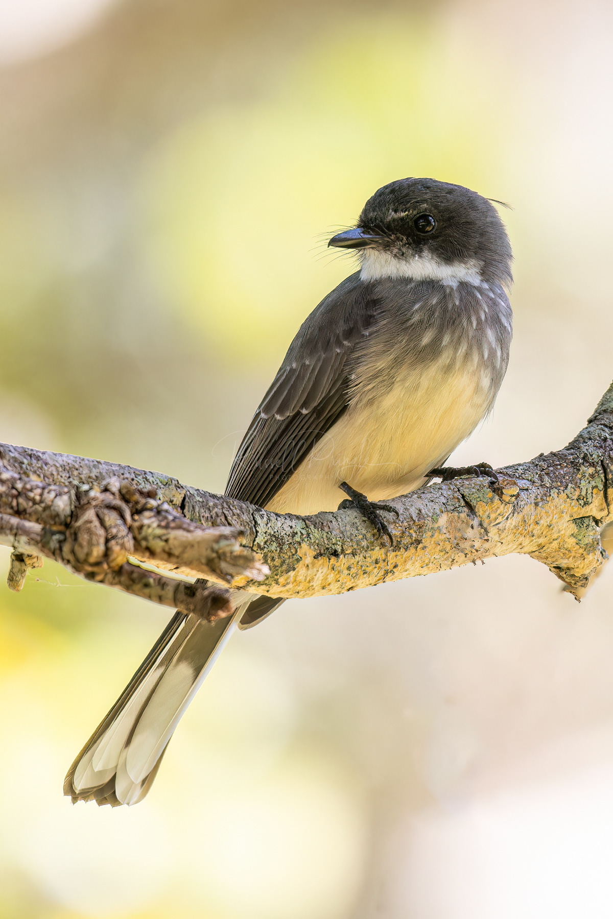 Northern Fantail