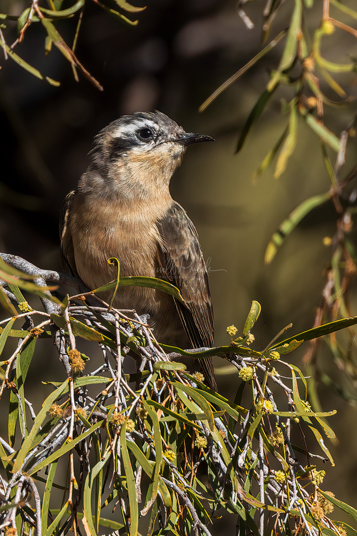 Black-eared Cuckoo