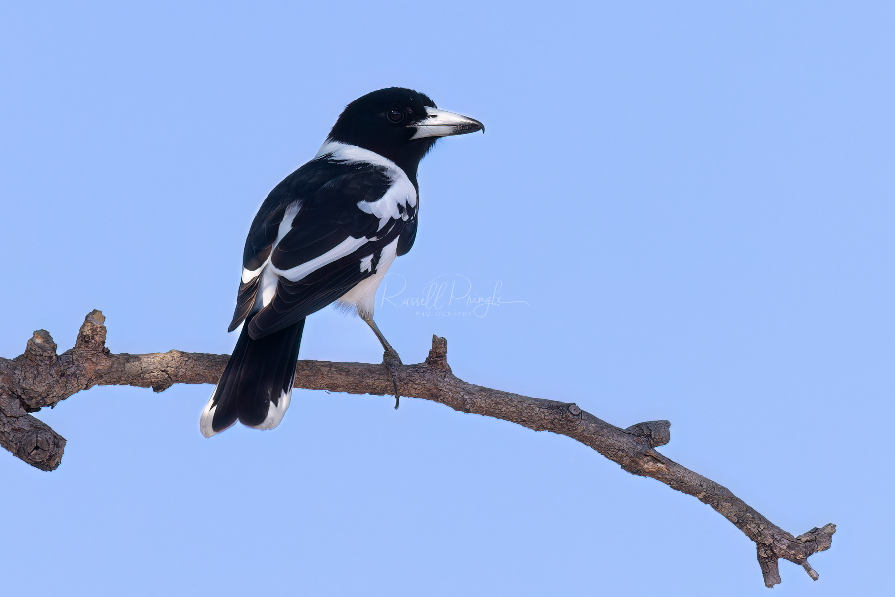 Pied Butcherbird