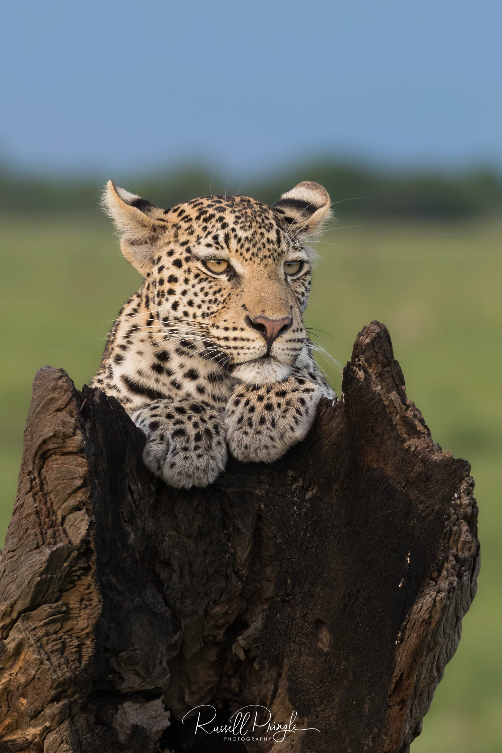 Leopard-Savuti