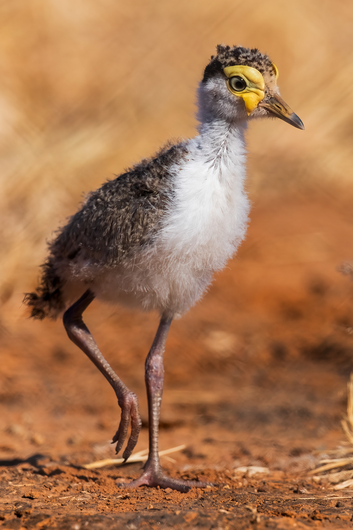 Masked Lapwing