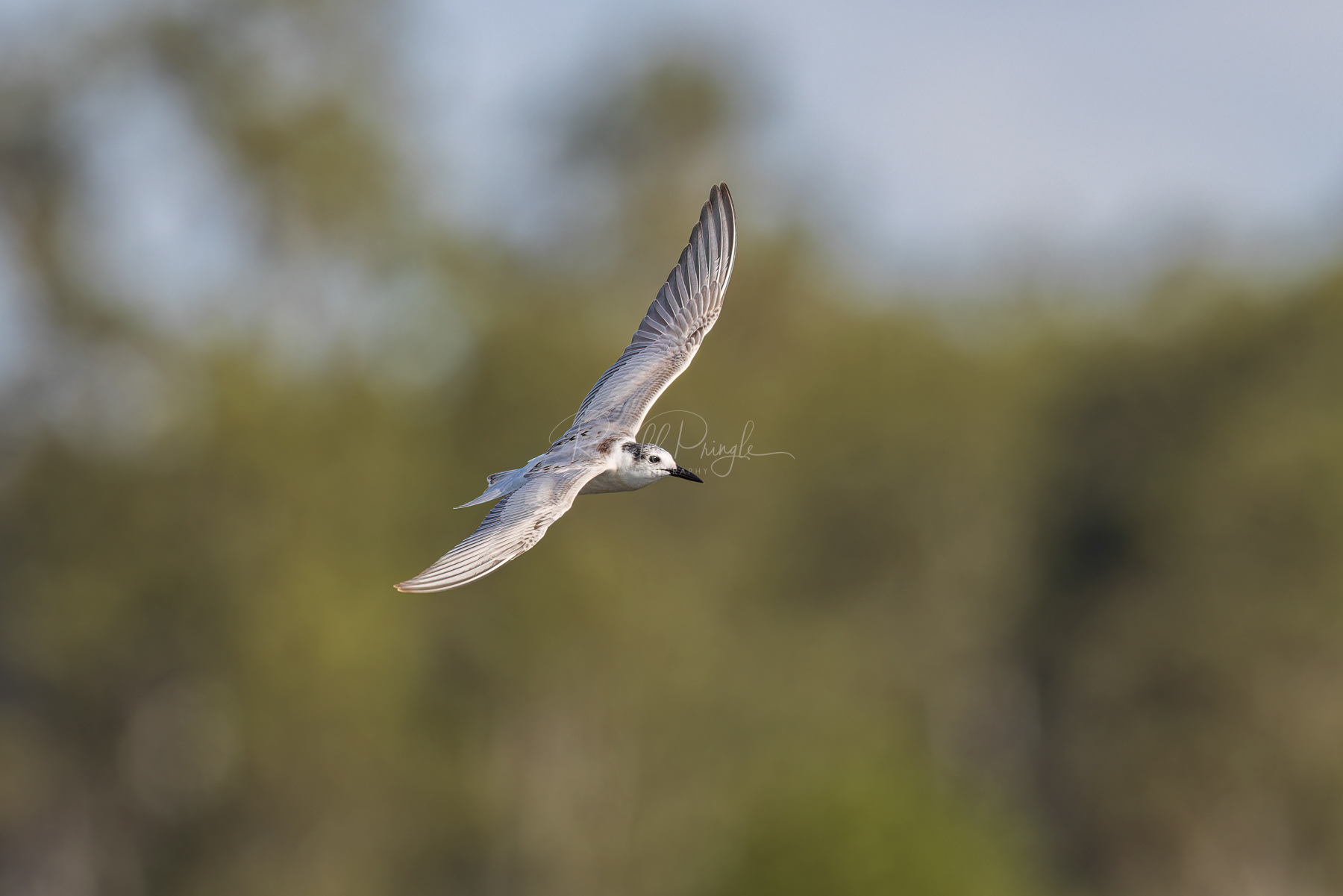 Whiskered Tern (juvinile)