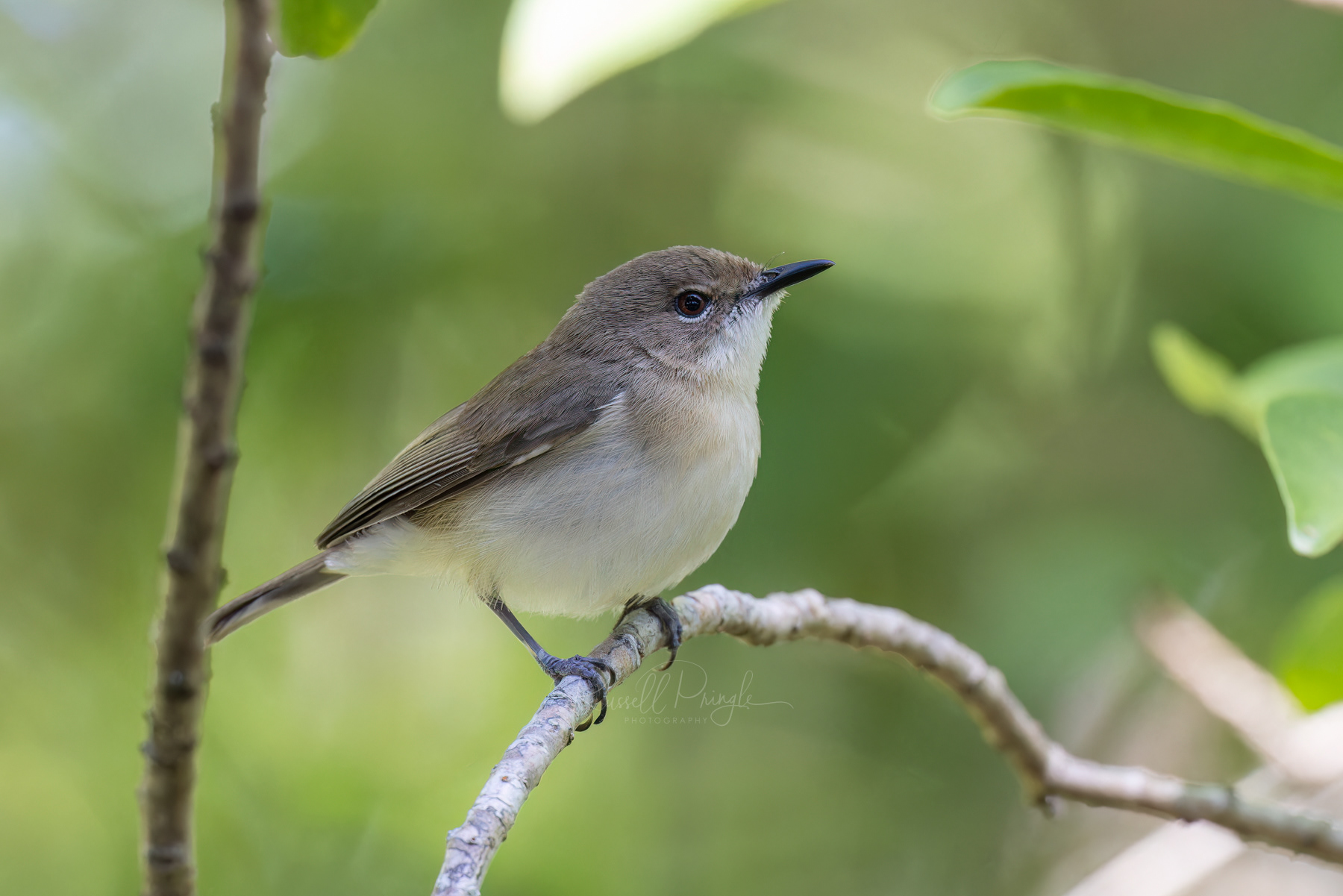 Large-billed Gerygone