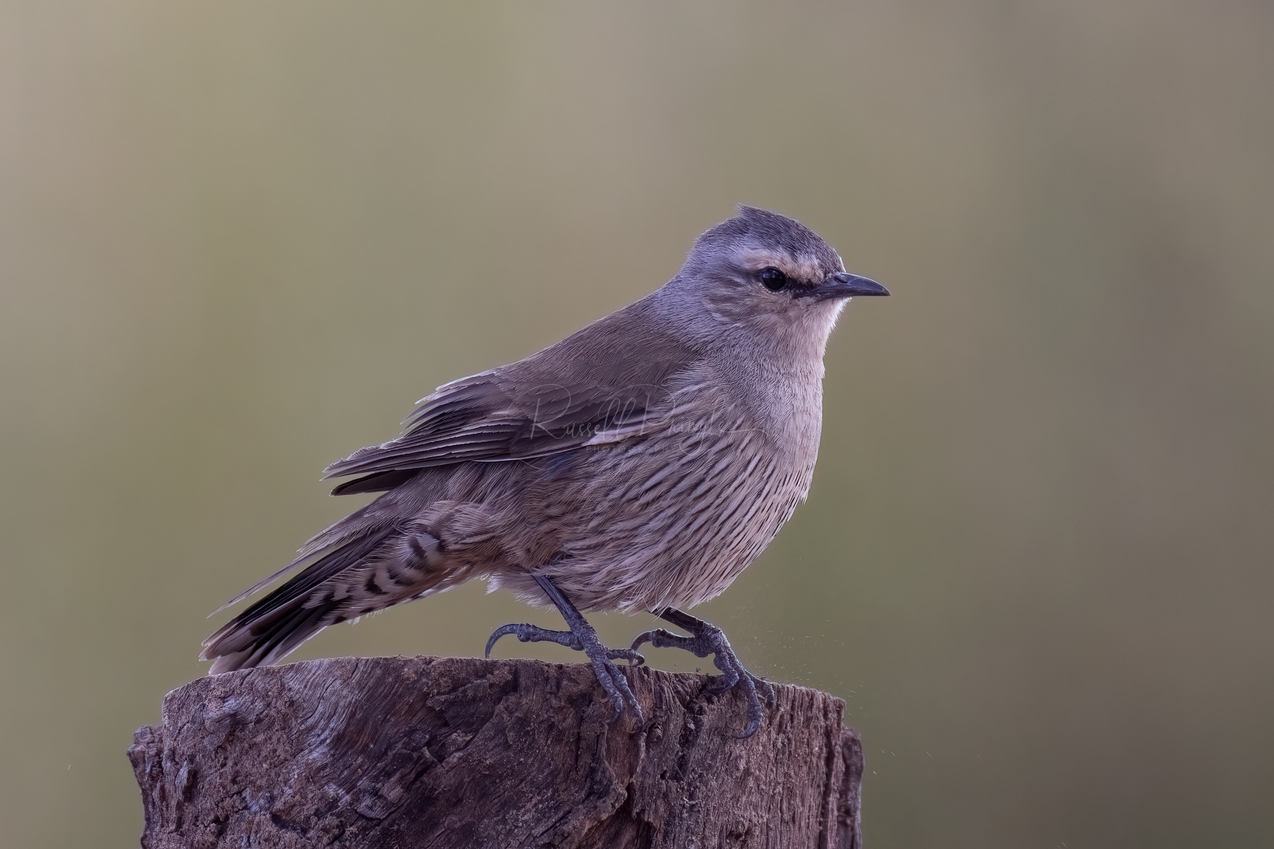 Brown Treecreeper