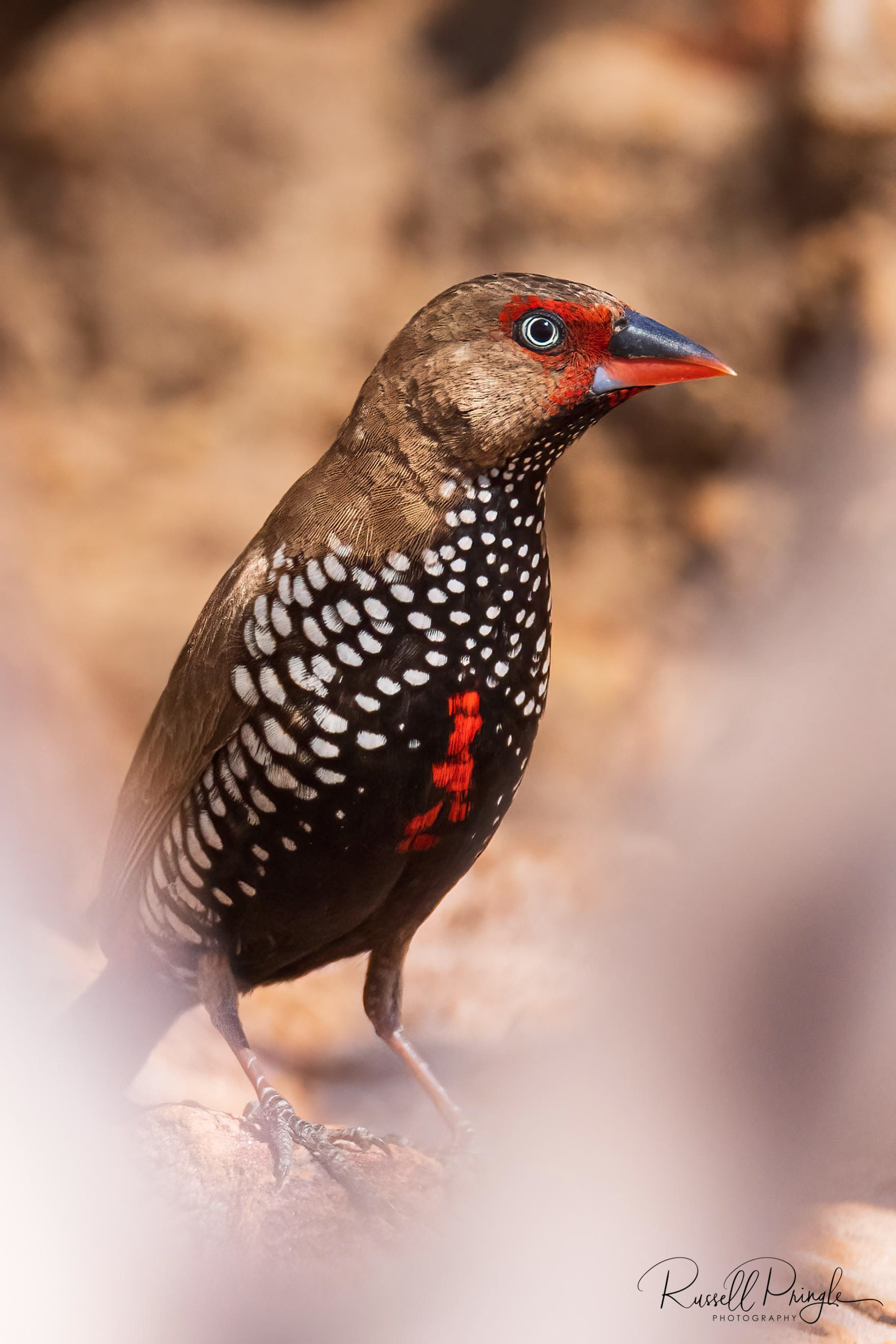 Painted Finch (Female)