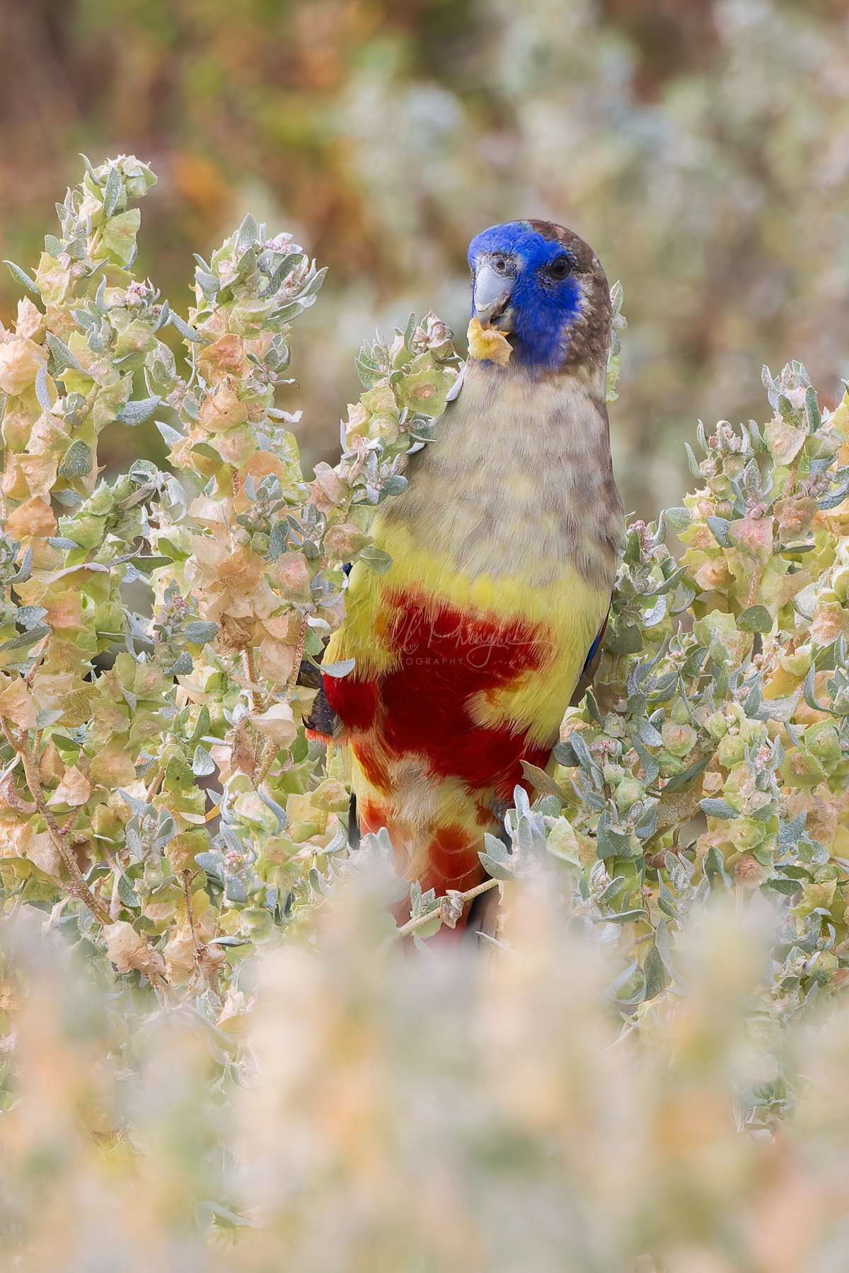 Red-vented Blue Bonnet 