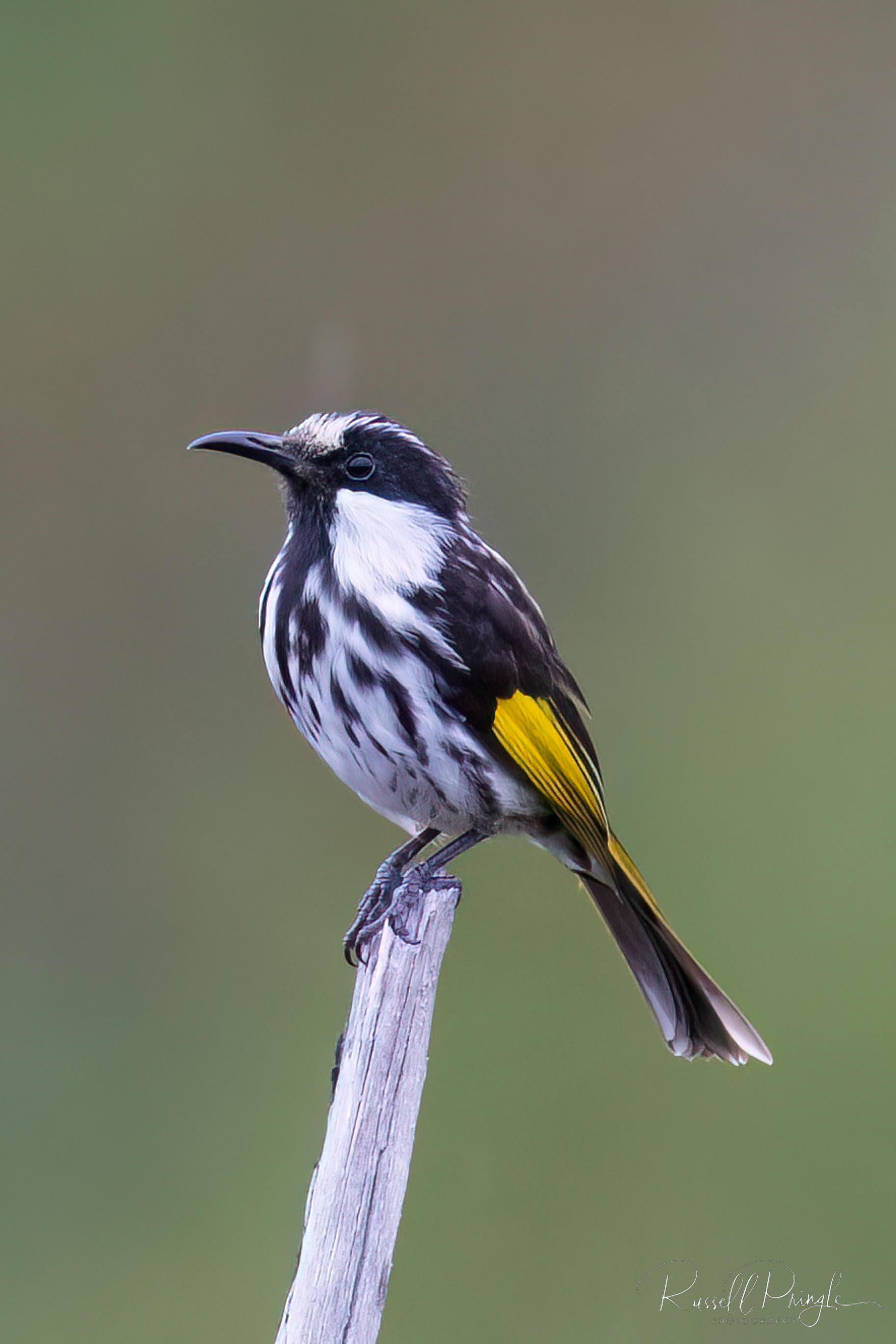 White-cheeked Honeyeater