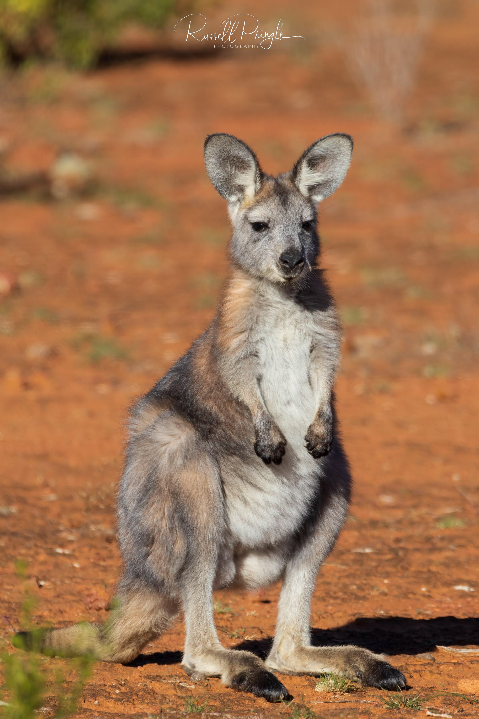 Euro Wallaby (Juvenile)