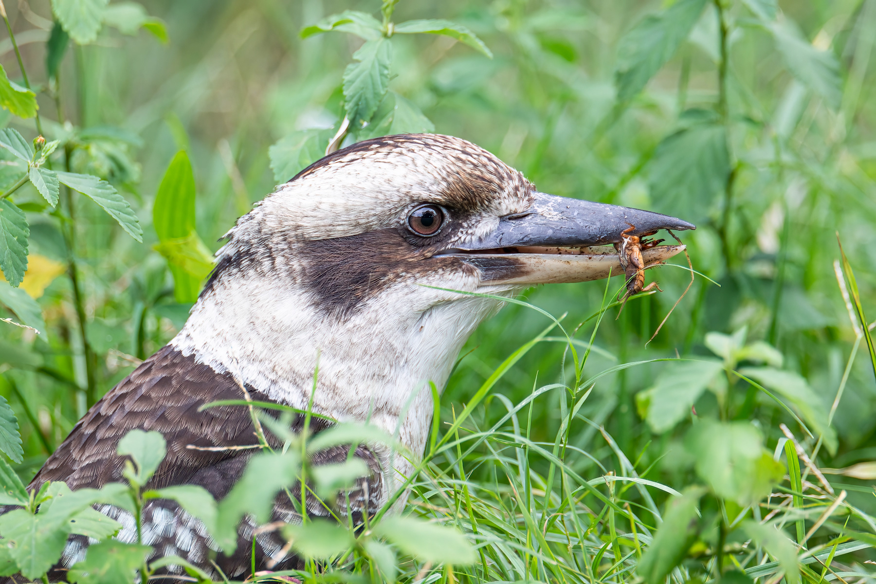 Laughing Kookaburra