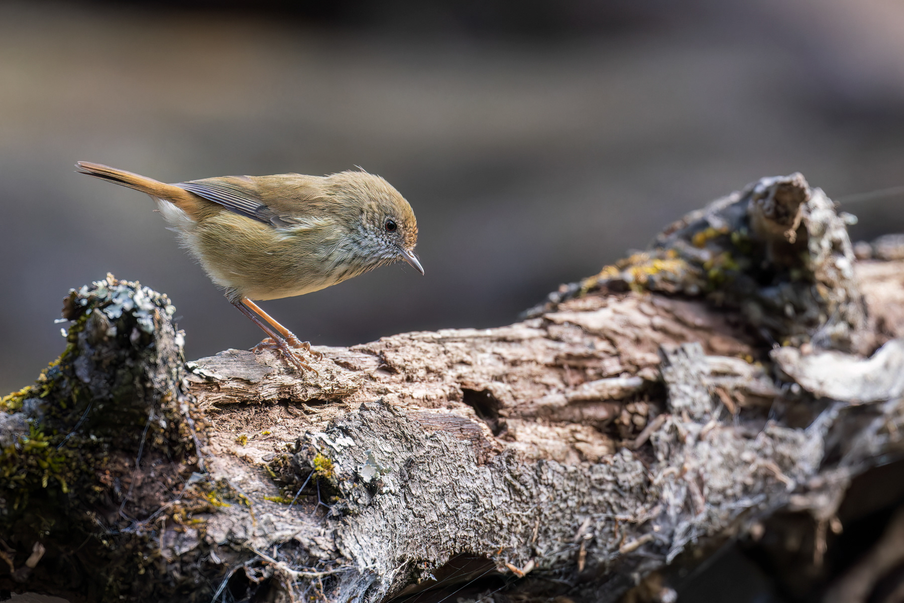 Brown Thornbill
