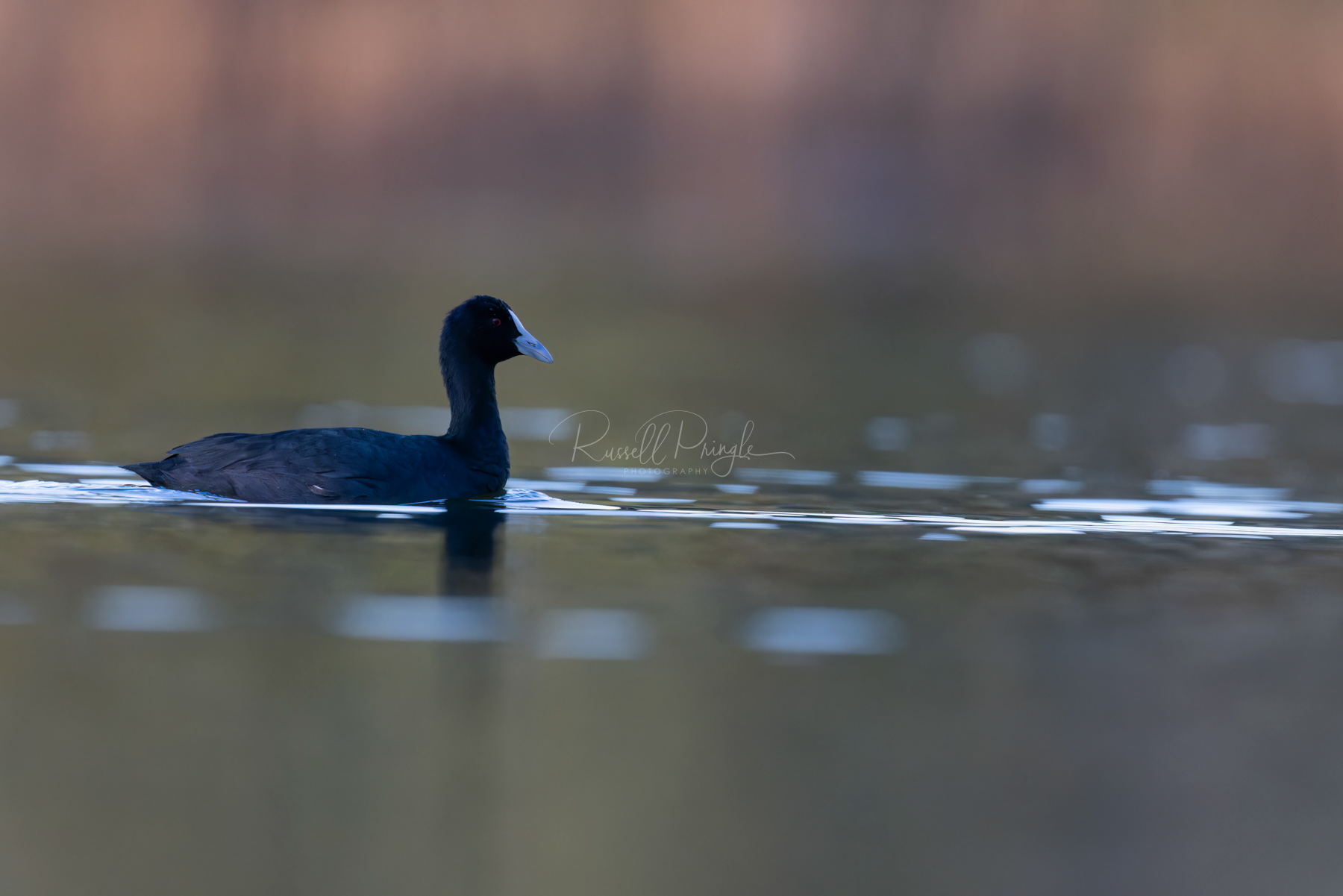 Eurasian Coot