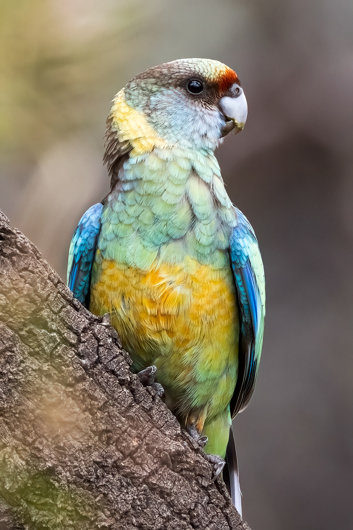 Mallee Ringneck