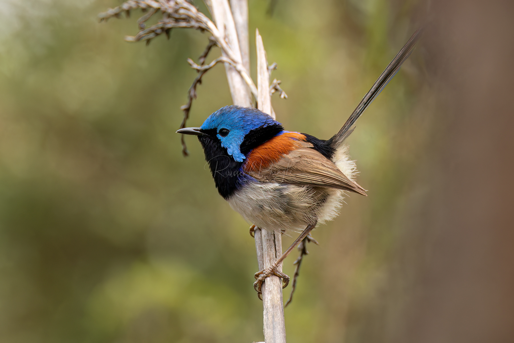 Variegated Fairywren (male)