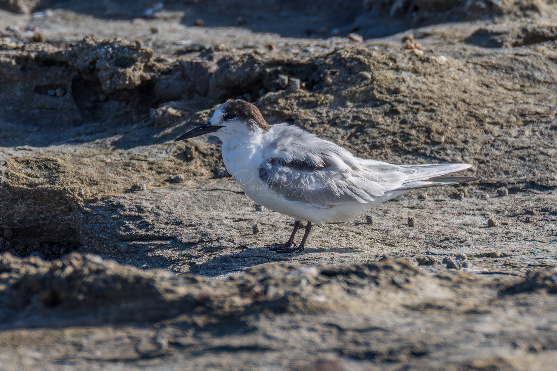 Common Tern (non breeding)