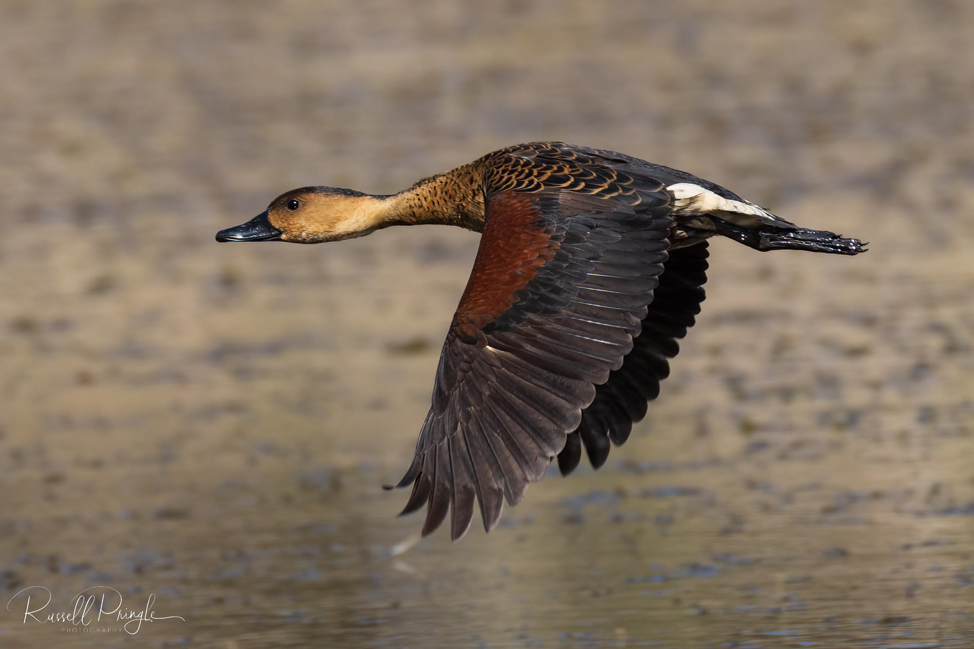 Wandering Whistling-Duck
