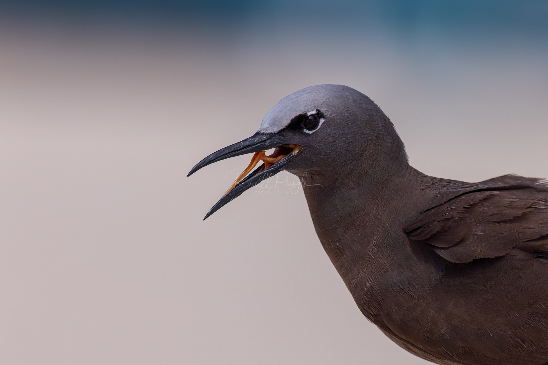 Common Noddy