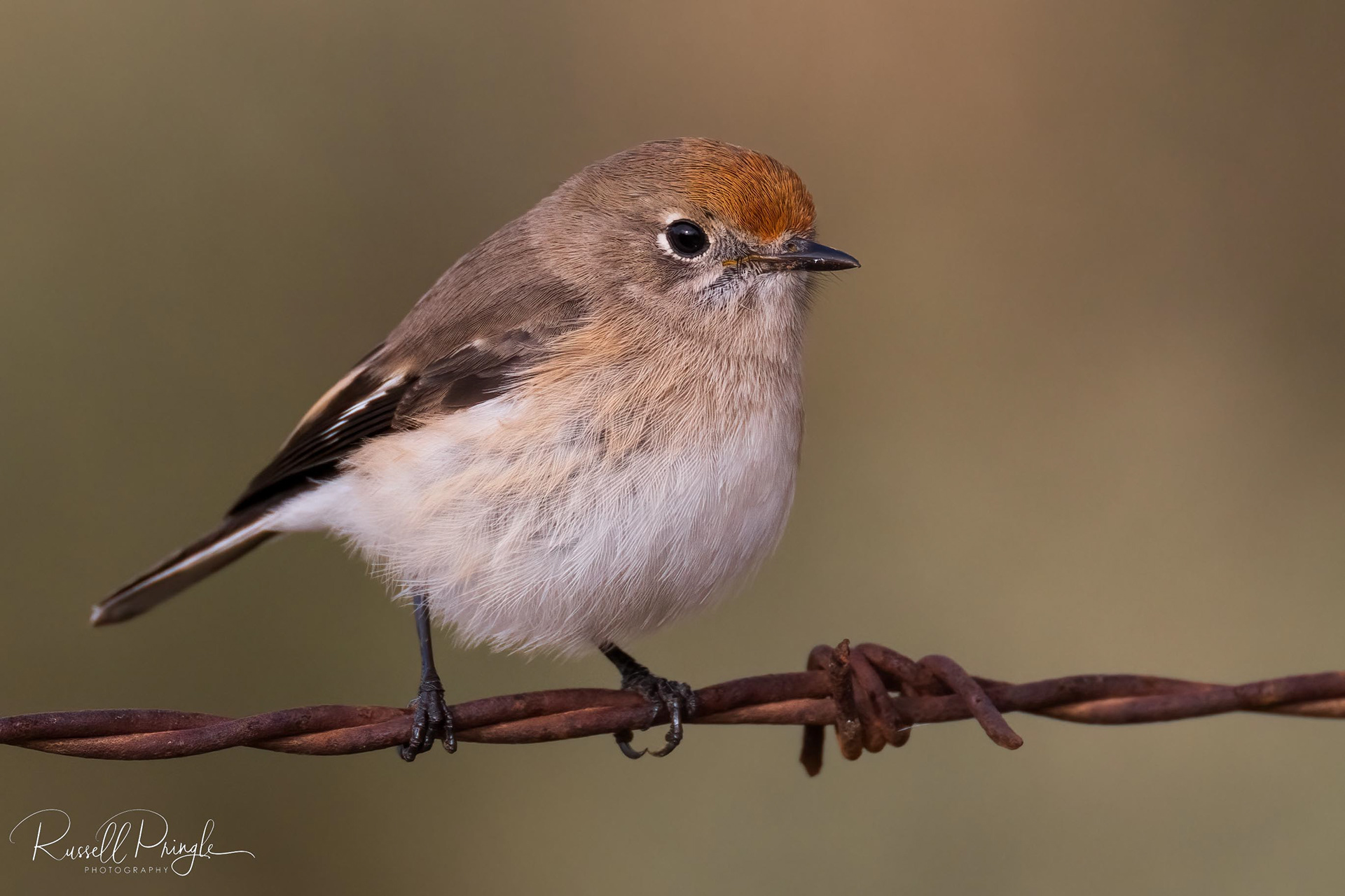 Red-capped Robin (Female)
