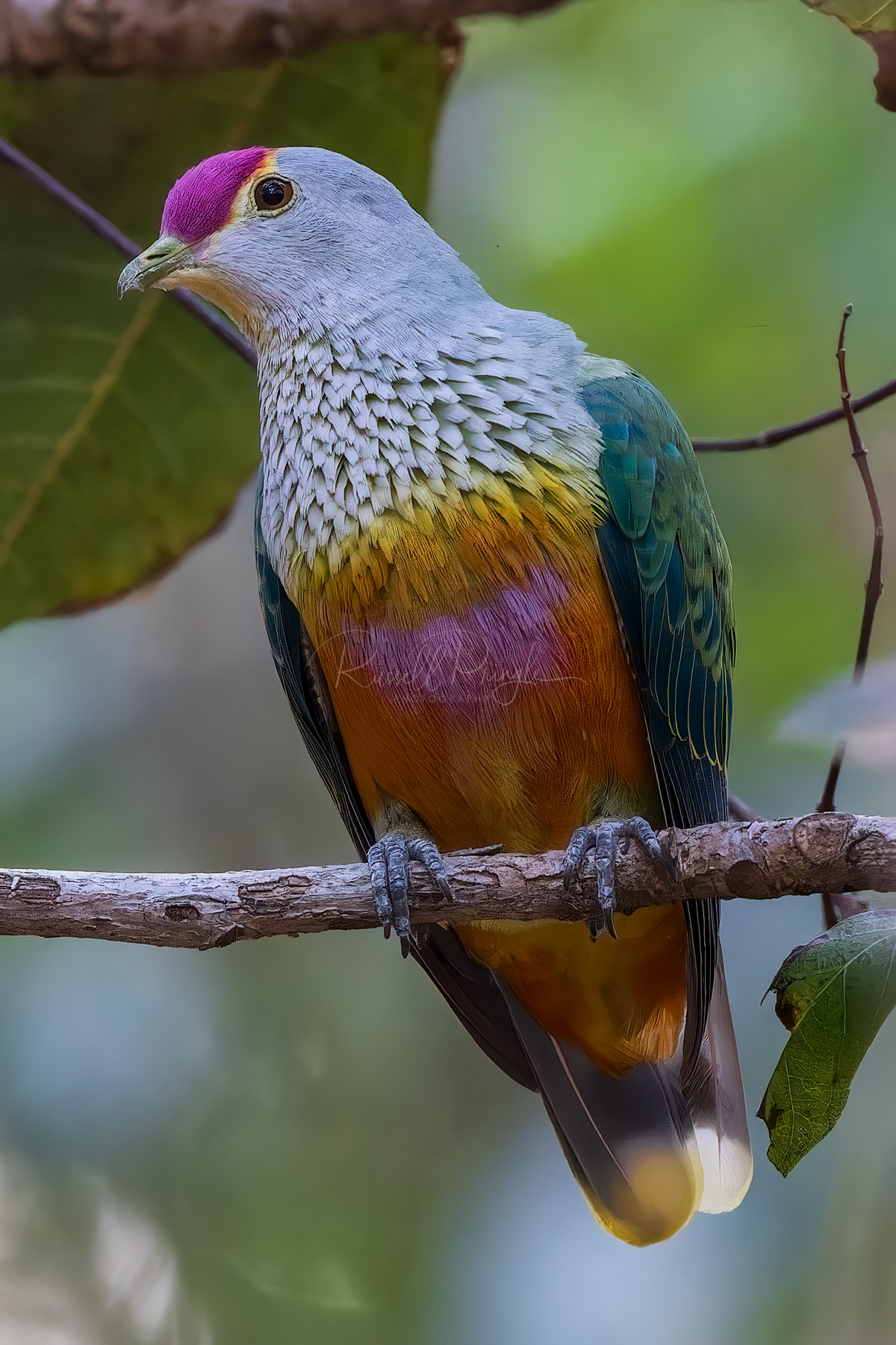 Rose-crowned Friut-Dove